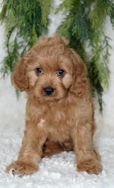 Cavapoo Male #1 – Cavapoo puppy for sale in Orlando, FL