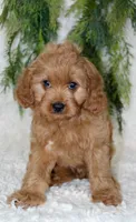 Cavapoo Male #1, a male Cavapoo for sale in Orlando, FL – 1 of 4