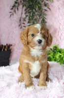 Cavapoo Female #6, a female Cavapoo for sale in Orlando, FL – 4 of 5