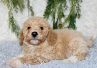 Bichpoo Male #2, a male Bichpoo for sale in Orlando, FL – 2 of 4