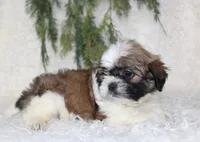 Shihtzu Male #1, a male Shih Tzu for sale in Orlando, FL – 4 of 4
