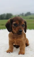 Mini Dachshund Female #2, a female Miniature Dachshund for sale in Orlando, FL – 3 of 4