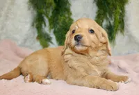 F1B Mini Female #1, a female Miniature Goldendoodle for sale in Orlando, FL – 5 of 5