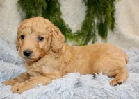 F1B Mini Male #4, a male Miniature Goldendoodle for sale in Orlando, FL – 3 of 4