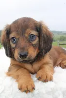 Mini Dachshund Female #1, a female Miniature Dachshund for sale in Orlando, FL – 4 of 5