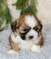 Male Shihtzu #4, a male Shih Tzu for sale in Orlando, FL – 3 of 4