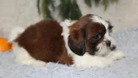 Shihtzu Male #1, a male Shih Tzu for sale in Orlando, FL – 3 of 3