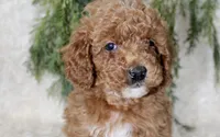 Mini Poodle Male #1, a male Poodle - Miniature  for sale in Orlando, FL – 1 of 4