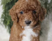 Mini Poodle Male #5, a male Poodle - Miniature  for sale in Orlando, FL – 3 of 4