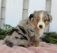 Female Mini Aussie #3, a female Miniature American Shepherd for sale in Orlando, FL – 5 of 5