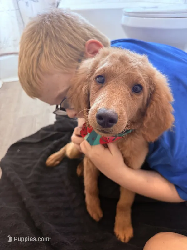F1B Mini Male #1 – Miniature Goldendoodle puppy for sale in Orlando, FL