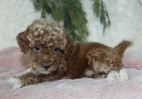 Mini Poodle Female #1, a female Poodle - Miniature  for sale in Orlando, FL – 1 of 3