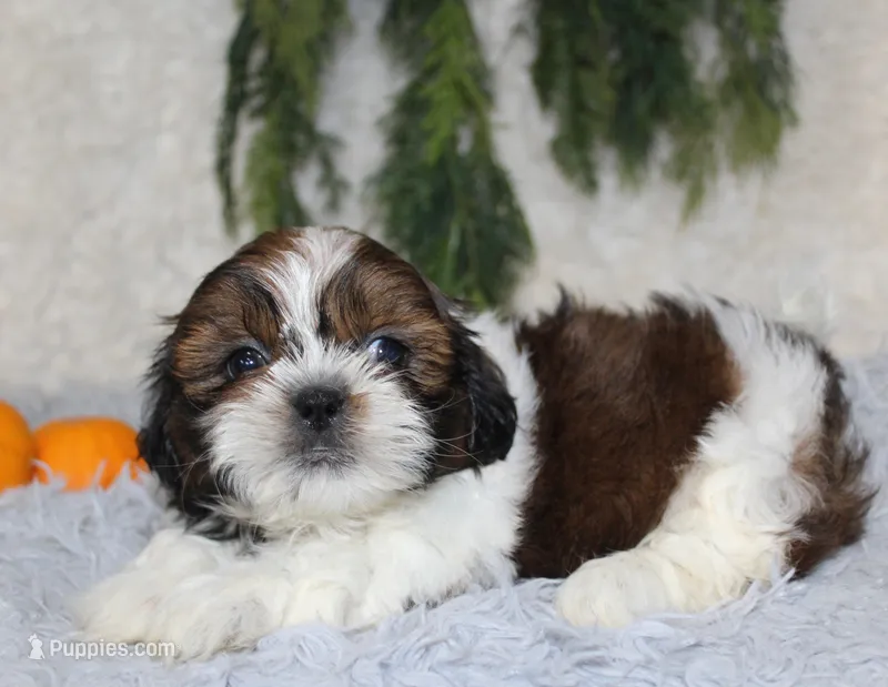 Shihtzu Male #3 – Shih Tzu puppy for sale in Orlando, FL