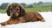 Mini Dachshund Female #1, a female Miniature Dachshund for sale in Orlando, FL – 3 of 5