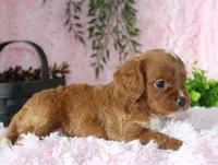 Cavapoo Female #3, a female Cavapoo for sale in Orlando, FL – 3 of 5