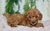 Cavapoo Female #4, a female Cavapoo for sale in Orlando, FL – 3 of 4