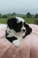 Toy Aussiedoodle Female #2, a female Miniature Aussiedoodle for sale in Orlando, FL – 3 of 4