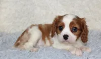 Cavalier Male #1, a male Cavalier King Charles Spaniel for sale in Orlando, FL – 4 of 5
