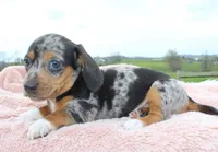 Short Hair Mini Female, a female Miniature Dachshund for sale in Orlando, FL – Photo 2 of 3