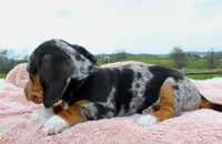 Short Hair Mini Female, a female Miniature Dachshund for sale in Orlando, FL – Photo 3 of 3