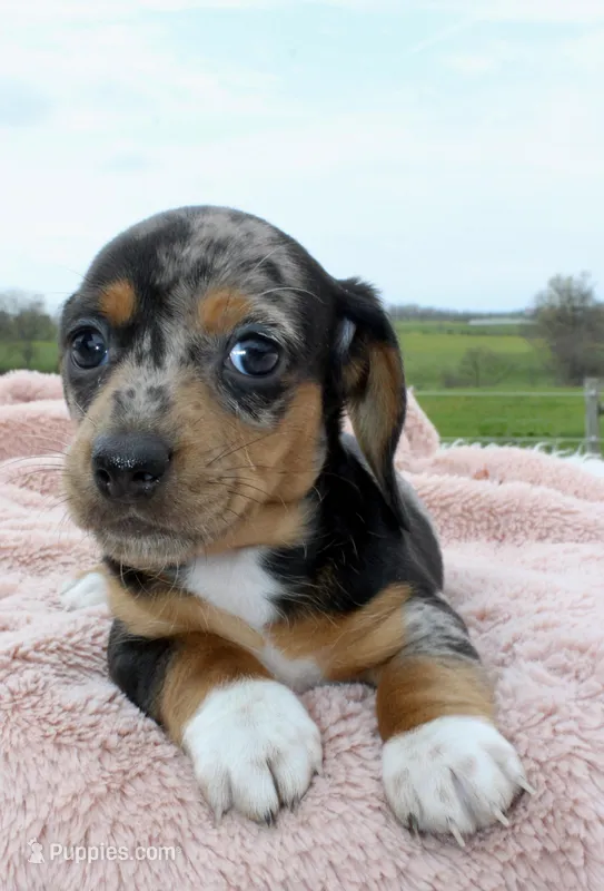 Short Hair Mini Female – Miniature Dachshund puppy for sale in Orlando, FL