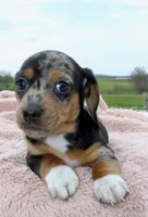 Short Hair Mini Female, a female Miniature Dachshund for sale in Orlando, FL – Photo 1 of 3