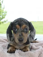 Mini Dachshund Female, a female Miniature Dachshund for sale in Orlando, FL – 1 of 3