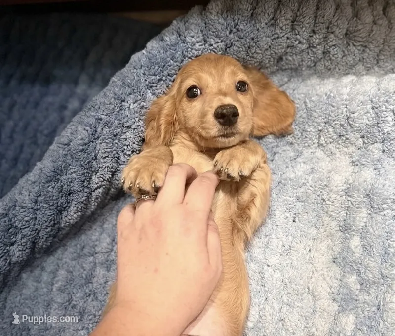 Male Mini Dachshund #2 – Miniature Dachshund puppy for sale in Orlando, FL