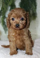 F1B Cavapoo Female , a female Cavapoo for sale in Orlando, FL – 2 of 5