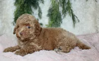 Toy Poodle Female , a female Poodle - Toy  for sale in Orlando, FL – 3 of 4