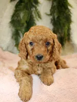 F1B Mini Female #3, a female Miniature Goldendoodle for sale in Orlando, FL – 4 of 4