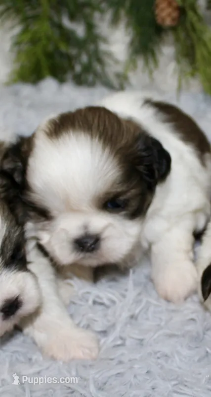 Shihtzu Male #2 – Shih Tzu puppy for sale in Orlando, FL