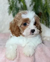 Cavapoo Female #1, a female Cavapoo for sale in Orlando, FL – 2 of 4