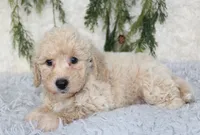 Bichpoo Male #1, a male Bichpoo for sale in Orlando, FL – 2 of 5