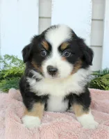 Female Mini Aussie #2, a female Miniature American Shepherd for sale in Orlando, FL – 2 of 4