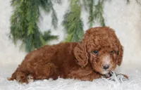 Mini Poodle Male #3, a male Poodle - Miniature  for sale in Orlando, FL – 2 of 4