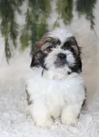 Shihtzu Male #1, a male Shih Tzu for sale in Orlando, FL – 2 of 4