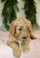 F1B Mini Female #2, a female Miniature Goldendoodle for sale in Orlando, FL – 5 of 5