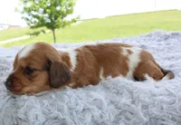 Mini Dachshund Male #5, a male Miniature Dachshund for sale in Orlando, FL – 3 of 7