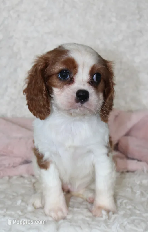 Cavalier Female #3 – Cavalier King Charles Spaniel puppy for sale in Orlando, FL