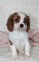 Cavalier Female #3, a female Cavalier King Charles Spaniel for sale in Orlando, FL – 1 of 5