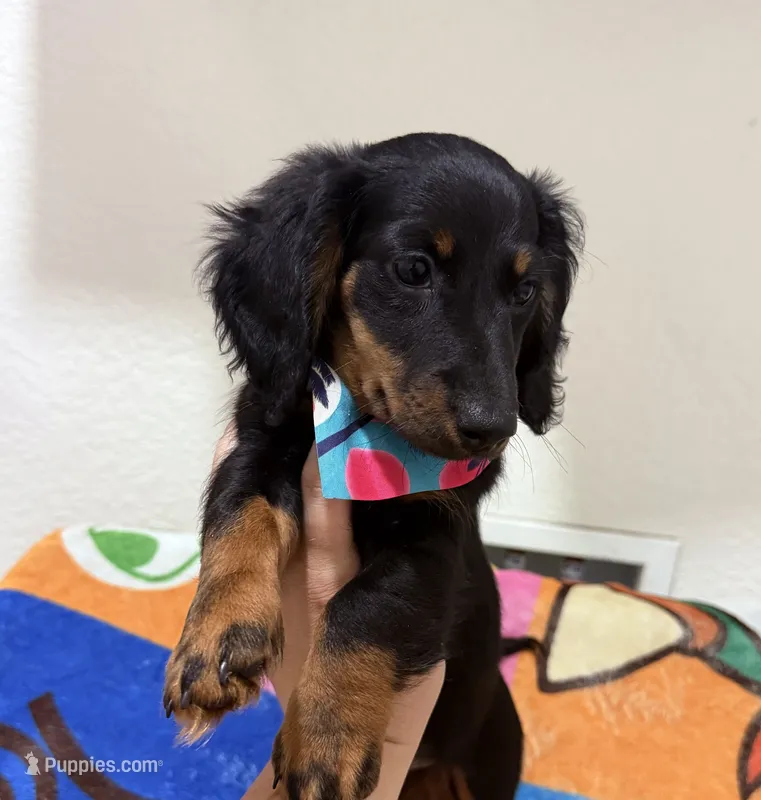 Long Hair Mini Male – Miniature Dachshund puppy for sale in Orlando, FL