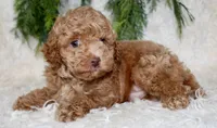 Toy Poodle Male, a male Poodle - Toy  for sale in Orlando, FL – 4 of 5