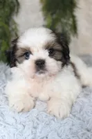Shihtzu Male #5, a male Shih Tzu for sale in Orlando, FL – 5 of 7