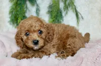 Cavapoo Female #1, a female Cavapoo for sale in Orlando, FL – 4 of 5