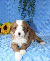 Cavapoo Male #2, a male Cavapoo for sale in Orlando, FL – 4 of 5