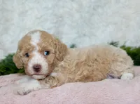 Bichpoo Female #1, a female Poochon for sale in Orlando, FL – 2 of 5