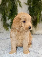 F1B Mini Male #1, a male Miniature Goldendoodle for sale in Orlando, FL – 4 of 5