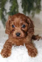 F1B Cavapoo Male #1, a male Cavapoo for sale in Orlando, FL – 4 of 5