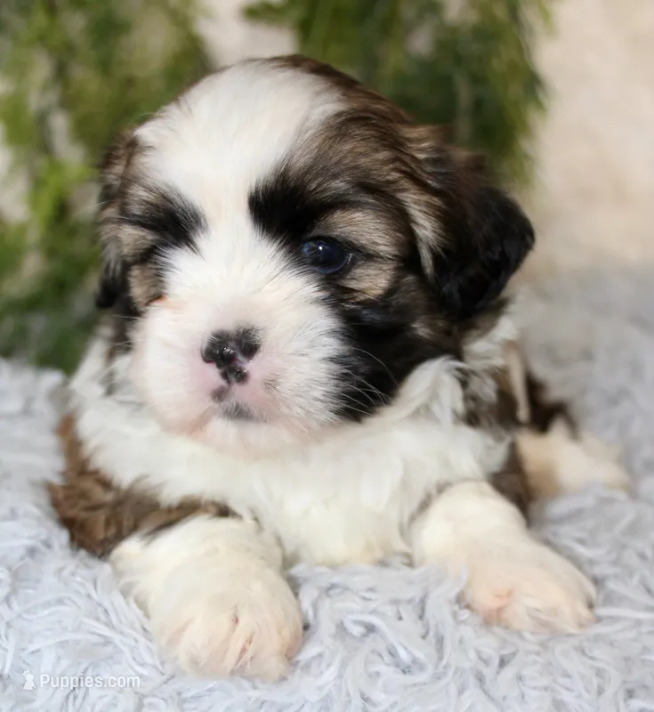 Male Shihtzu #2 – Shih Tzu puppy for sale in Orlando, FL